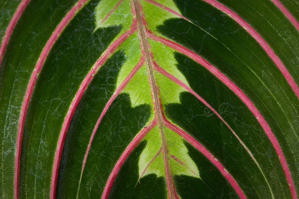 Assorted Foliage This plant has some crazy cool details go… Flickr