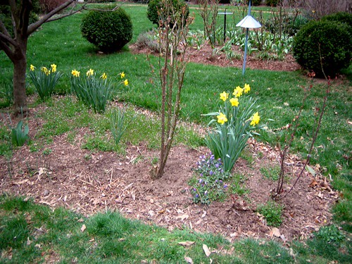 Rose bushes and daffodils under a tree (front yard) Flickr