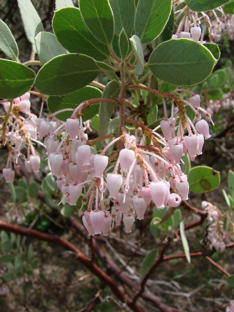 whiteleaf manzanita arctostaphylos viscida Also called S… Flickr