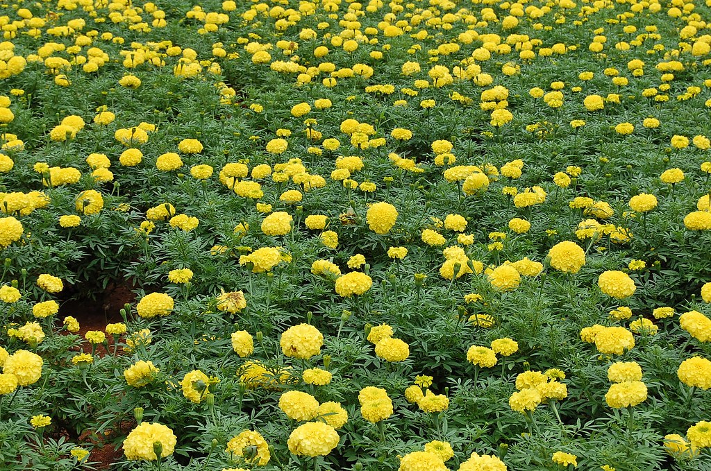 Marigold I took this photo in NTR garden(Hyderabad) around… Flickr