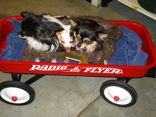 Petsmart Halloween Contest 10212008 013 Flickr