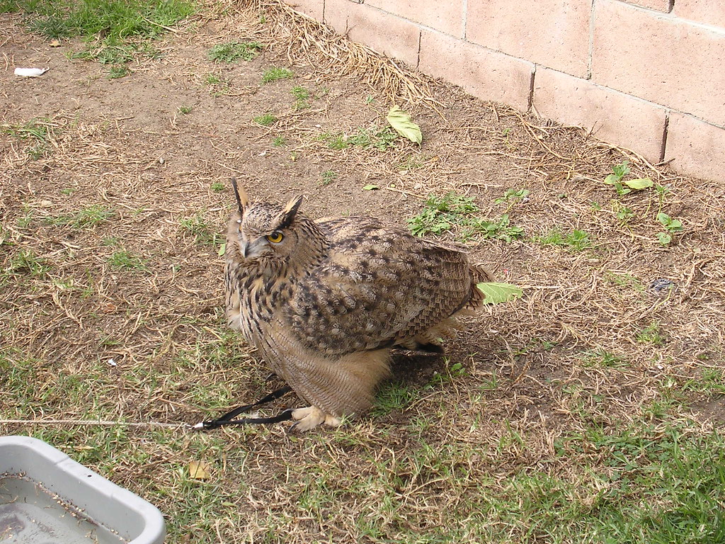 DSCN2168 Same breed of owl used in the Harry Potter moves try_the