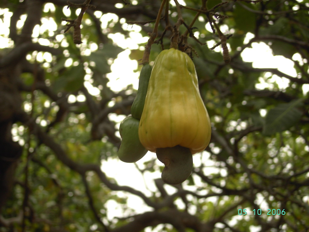 Cashew fruit with cashew hanging, Jamaica Digital StillCam… Dan