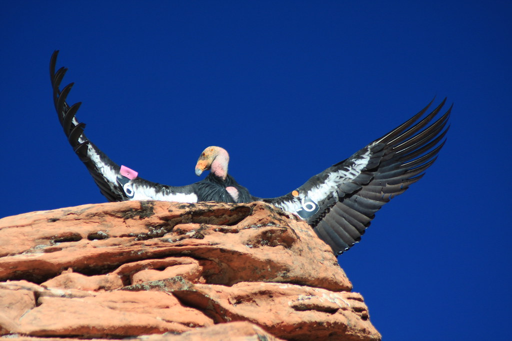 California Condor 6 Nearly extinct 30 years ago many Cali… Flickr