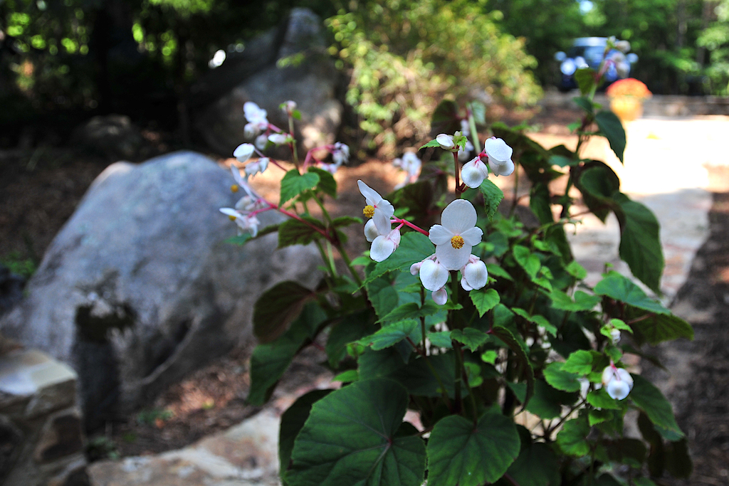 summer plantings from niche gardens i took the pictures be… Flickr