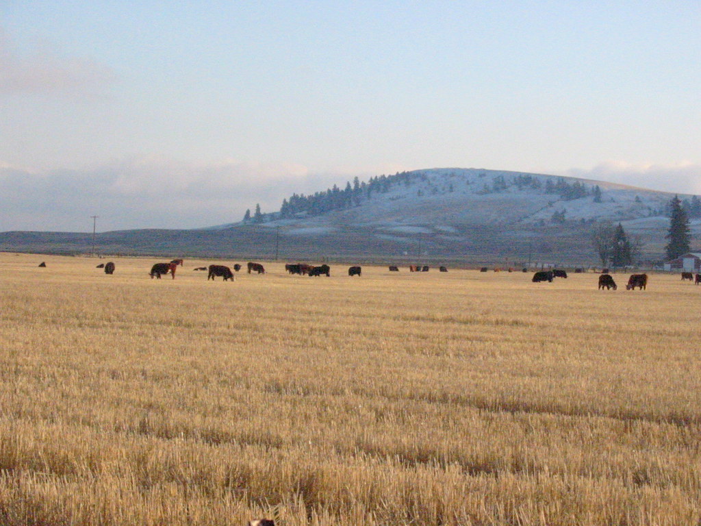 Cattle Espanola, Washington Katherine Bowman Flickr