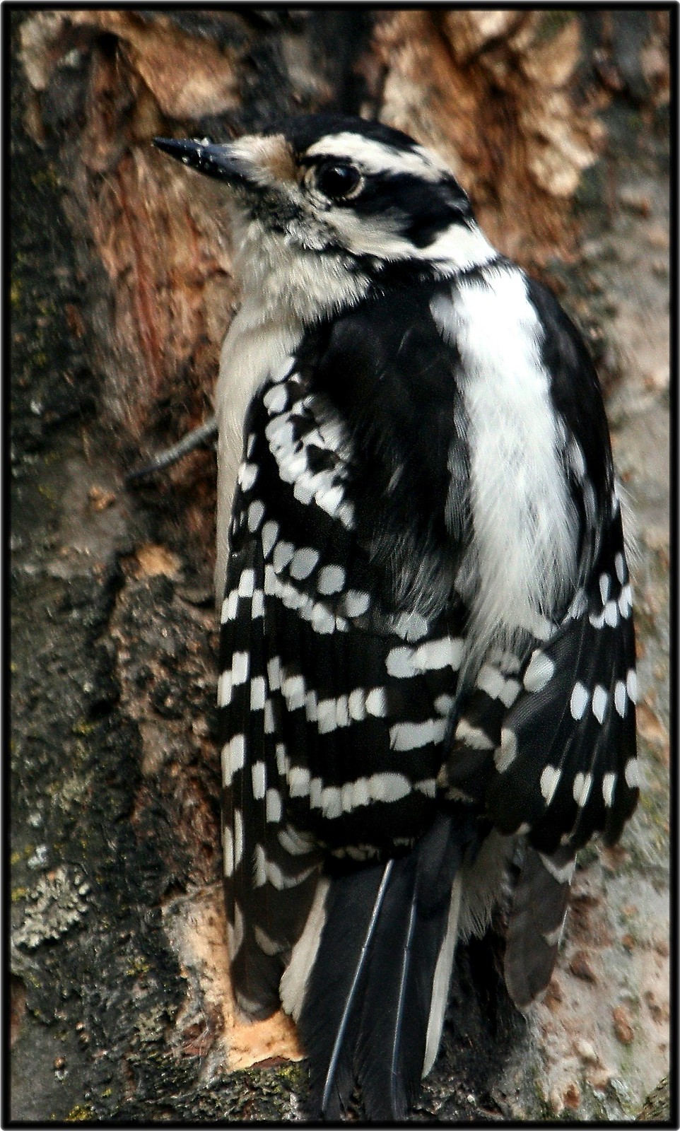 downy woodpeckers Flickr