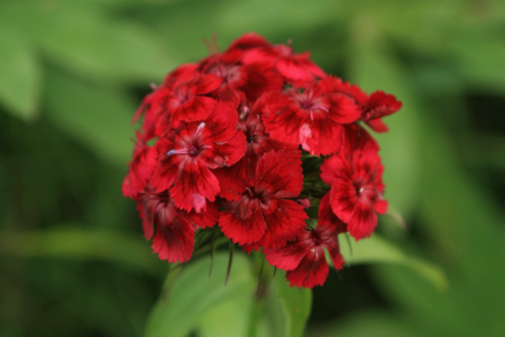 Wildflowers of New Hampshire Flickr