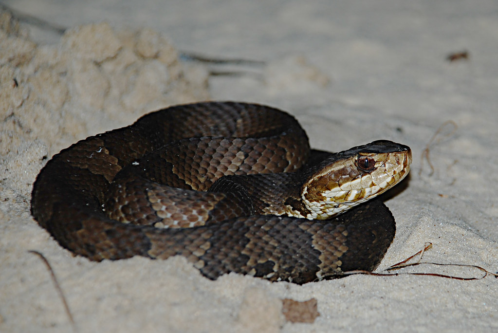 Young cottonmouth (Agkistrodon piscivorus), Seahorse Key, … Flickr