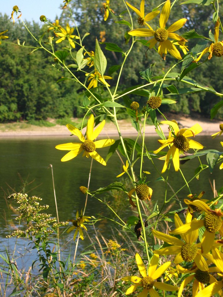 Fort Snelling State Park Pretty yellow flowers, with the M… Flickr
