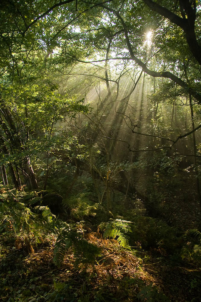 Photos Hurst Green to Chiddingstone Causeway Walk SWC