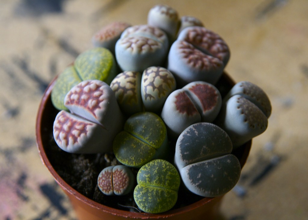 Rock Plant 1 This is a rock plant. It looks like it's made… Flickr