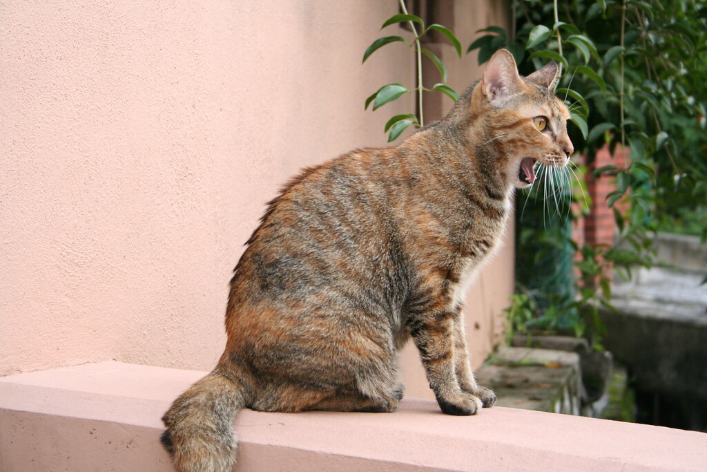 Faith, The Cat Surprised I am surprised to see you here. … Flickr