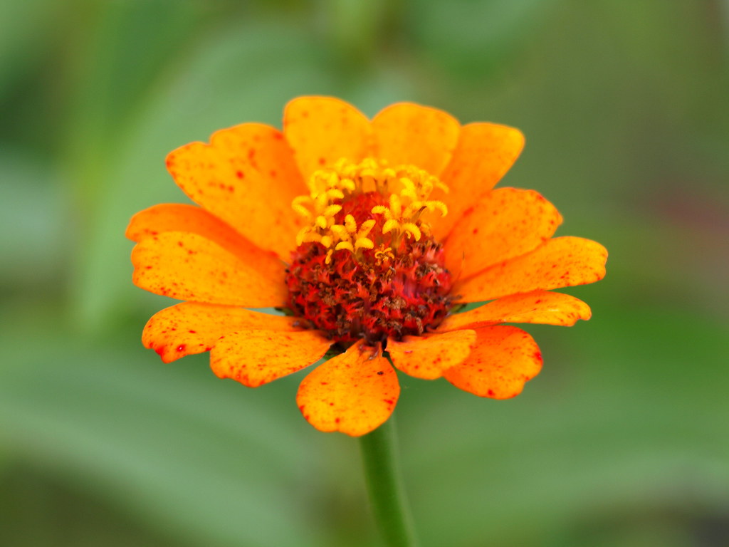 Flor de Cambray Bella flor de Cambray, color naranja. Such… Flickr