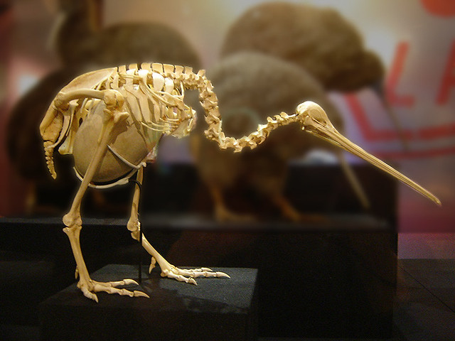Kiwi Skeleton the size of the Egg) Te Papa Museum… Flickr