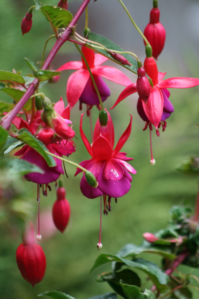 red purple flowers Flickr