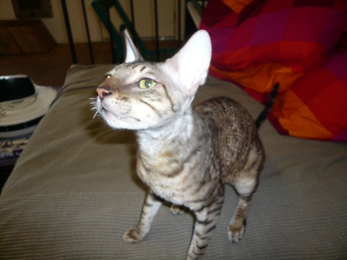 My New Boy CH Quails Nest Cornelius of Boska Cornelius is … Flickr