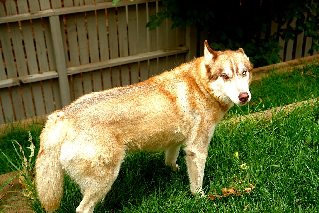 Thabo! Isn't it the cutest halfhusky halfwolf you've eve… Flickr