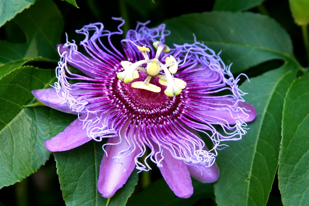 Passion Flower Passion flower growing along a fence at Swe… Flickr