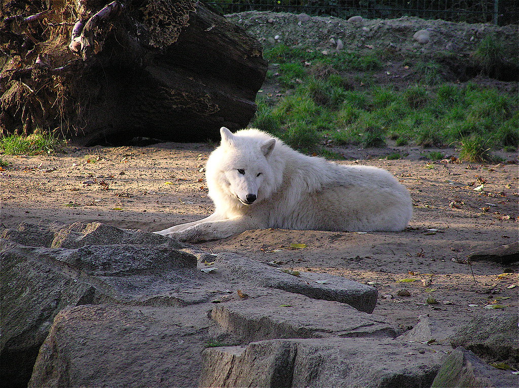 White Wolf 2 Artic Wolf, White Wolf, Polar Wolf (Canis lup… Flickr