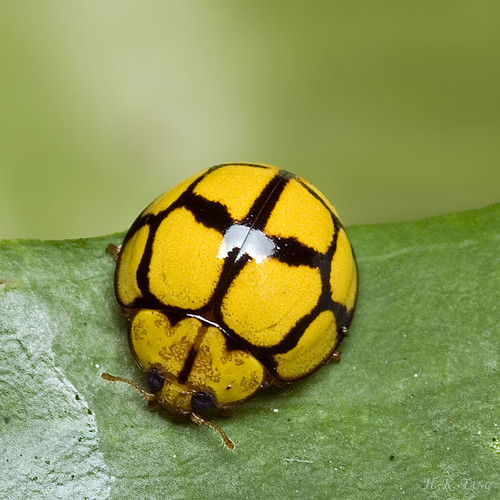 Yellow ladybird beetle Venus Dr P5267577 H. K. Tang Flickr