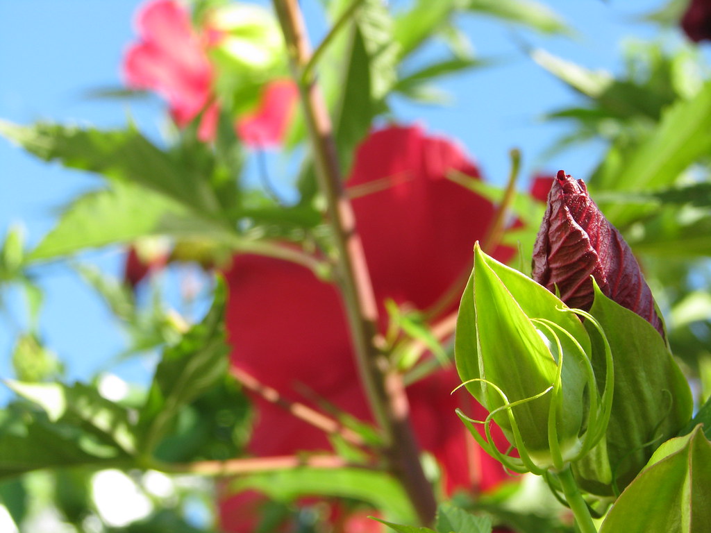 Hibiscus Hibiscus from Massachusetts. Dear friends, I have… Flickr