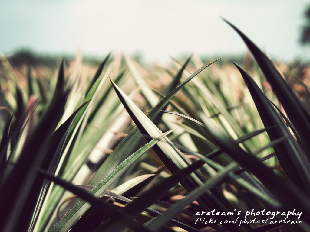 Thorn Location Pineapple Field View On Black ZD 70300mm … Flickr