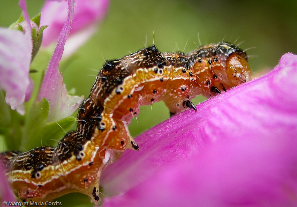 Inchworm, brown caterpillar feeding on obedient plant blos… Flickr