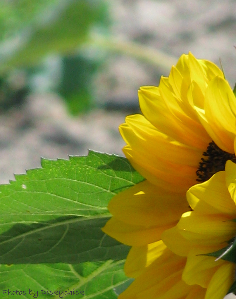 sunflower Taken at farmer's market in Delaware. Vie… Flickr
