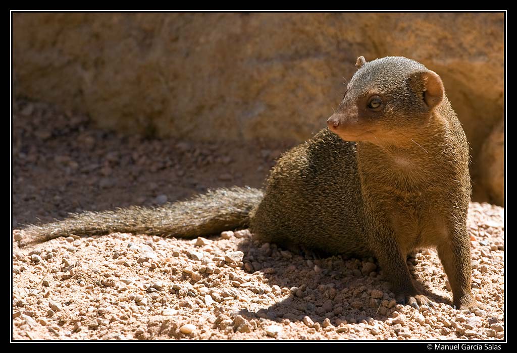 Mangosta enana La mangosta enana es el carnívoro más peque… Flickr