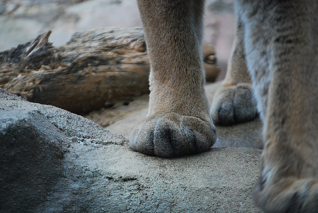 Cougar Paws Rachel James Flickr