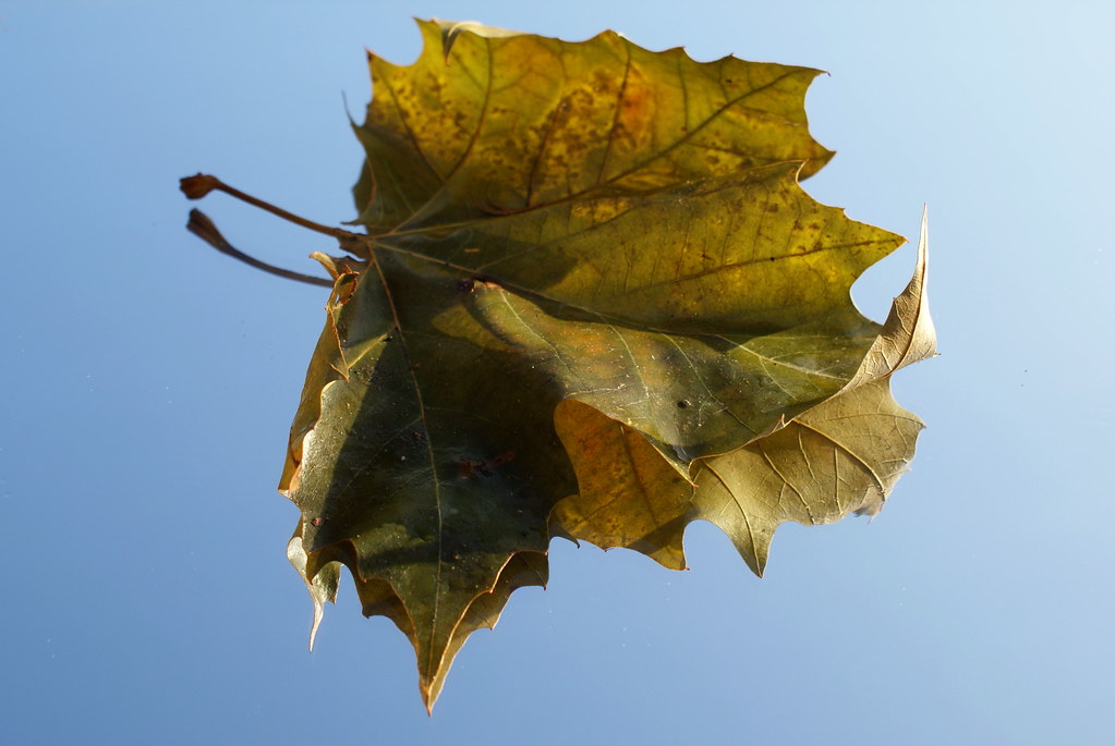 Tipje Van De Sluier Oplichten" | Manon | Flickr