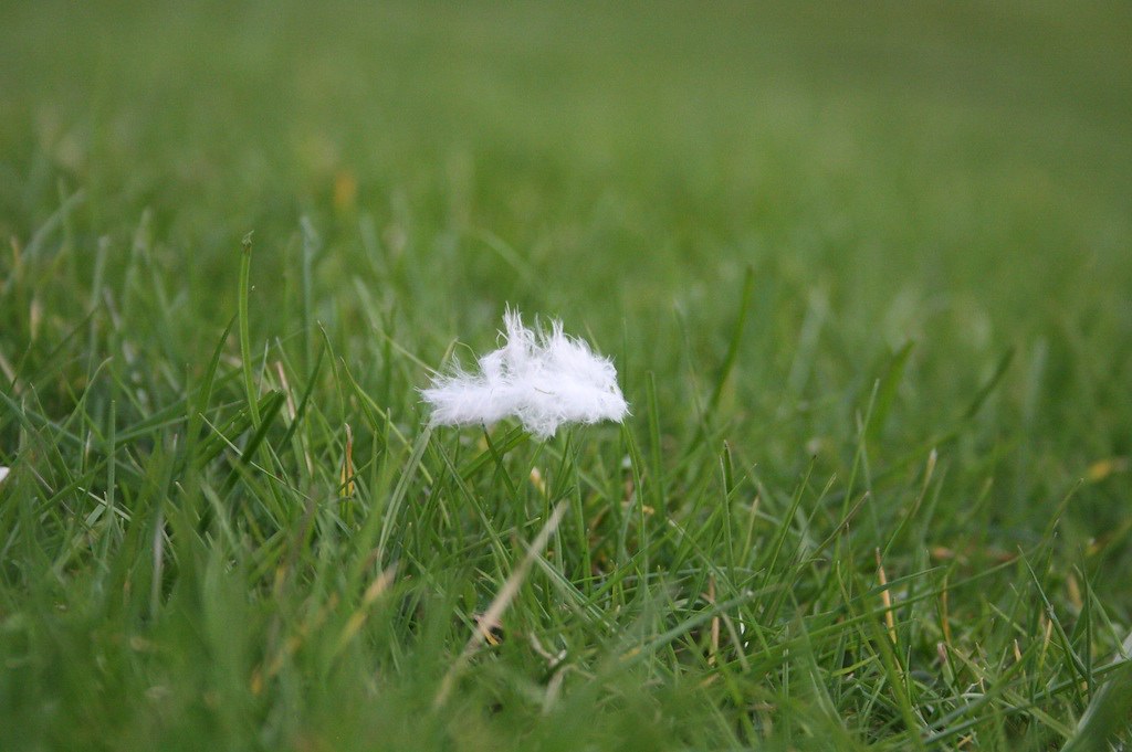 bit of fluff & grass Mike Flickr