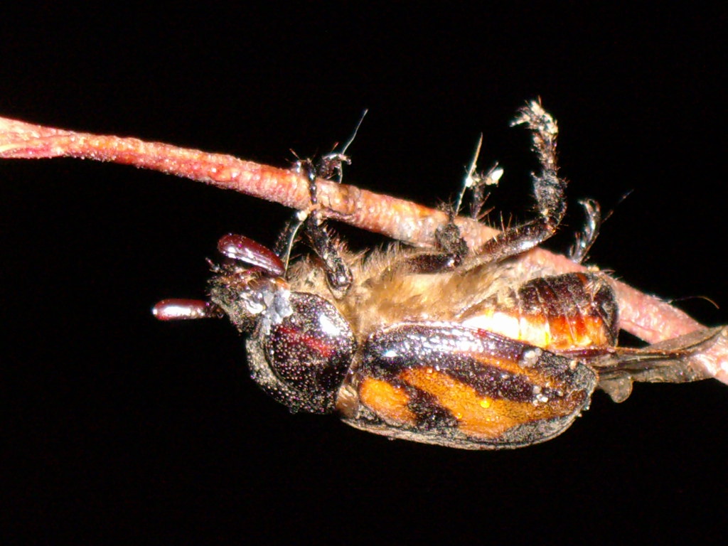 Zángano De pronto apareció... Stromp Flickr