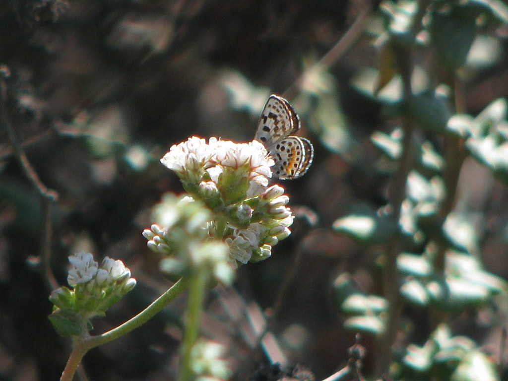 El Segundo Blue Butterfly, Euphilotes battoides allyni Flickr