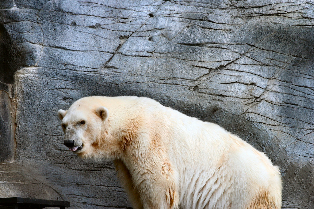 Polar Bear Debbie is the oldest Polar Bear known in the wo… Flickr