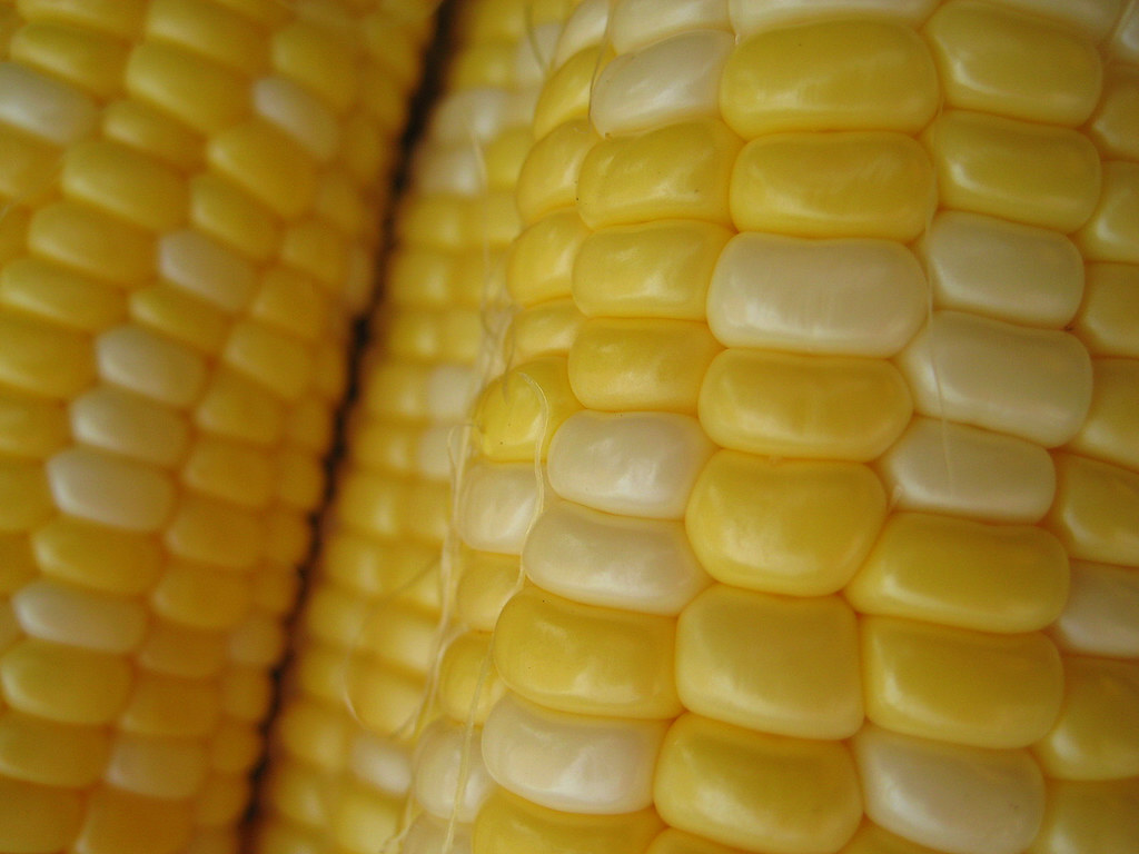 Farm Fresh Nebraska Sweet Corn close up of corn on the cob… Flickr