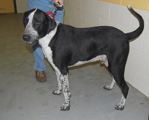 YLW04A Here is a Great Dane / Border Collie Mix. He is