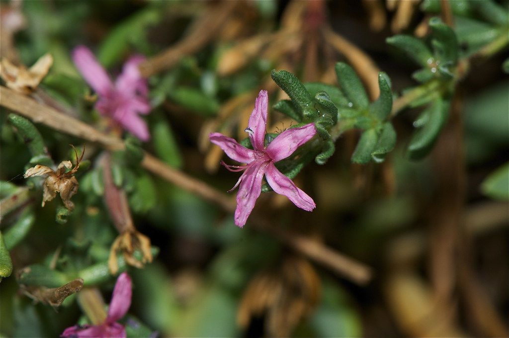 DPW Macro Walk Alkali Heath (Frankenia salina) flower whic… Flickr
