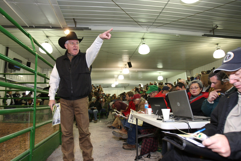 Mexico Missouri Cattle Auction 11.22.2008 A cattle auctio… Flickr