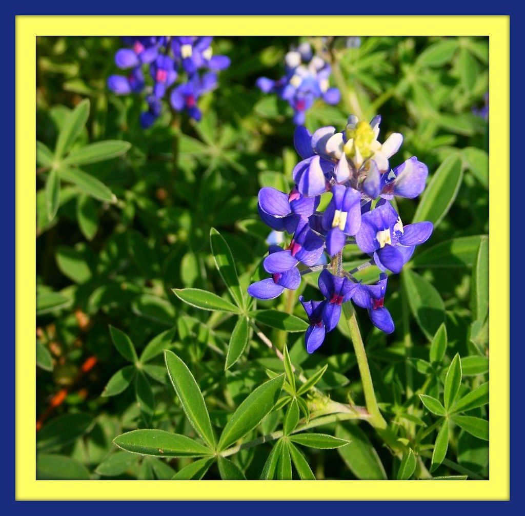 Some in front of Joe's Barbecue in… Flickr