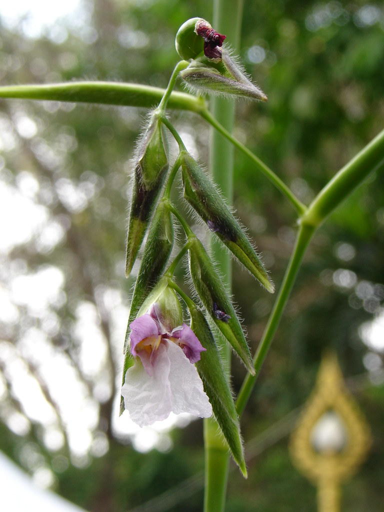 Dropping flowers flowers seen at Golden Mount, Bangkok. Jasmine