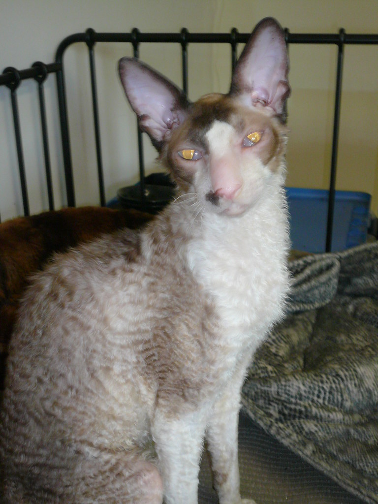 Quails Nest Magic Dust BlueEyed Pointed & White Cornish R… Flickr