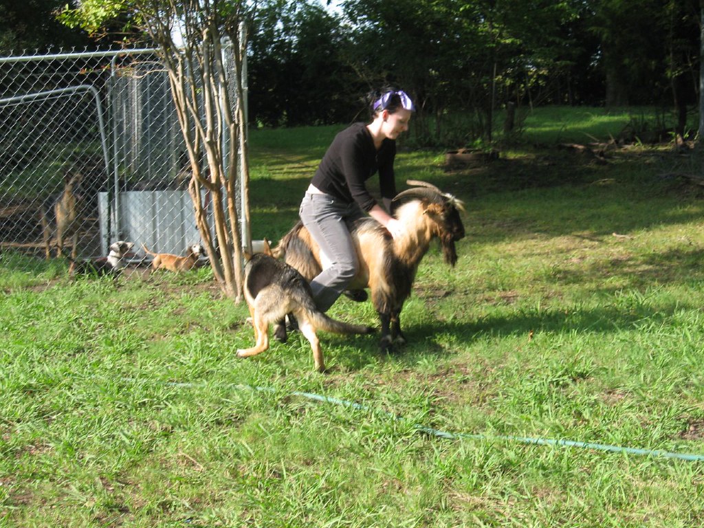 Flickriver Most interesting photos tagged with goatriding