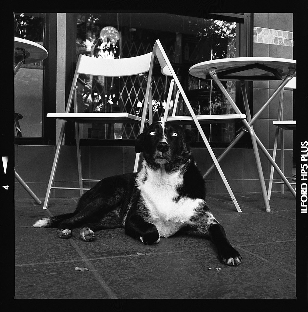 Dog Day Afternoon This dog sitting with it's owner on the … Flickr
