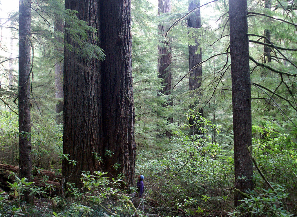 old growth forest in Coquille watershed, Oregon coast range a photo