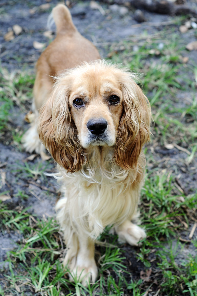 Cocker Spaniel available for adoption at Animal Aid Flickr