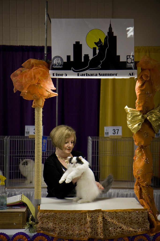 cat show judge 2 CFA Judge Barbara Sumner with an Exotic c… Steve