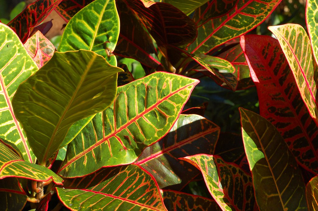 Croton Shrub Croton growing in my South Florida, USA backy… mcatd40