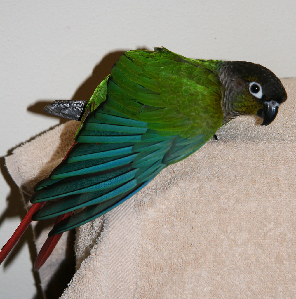 stretccccchhhh_1484 Blackie Green Cheek Conure long st… Flickr